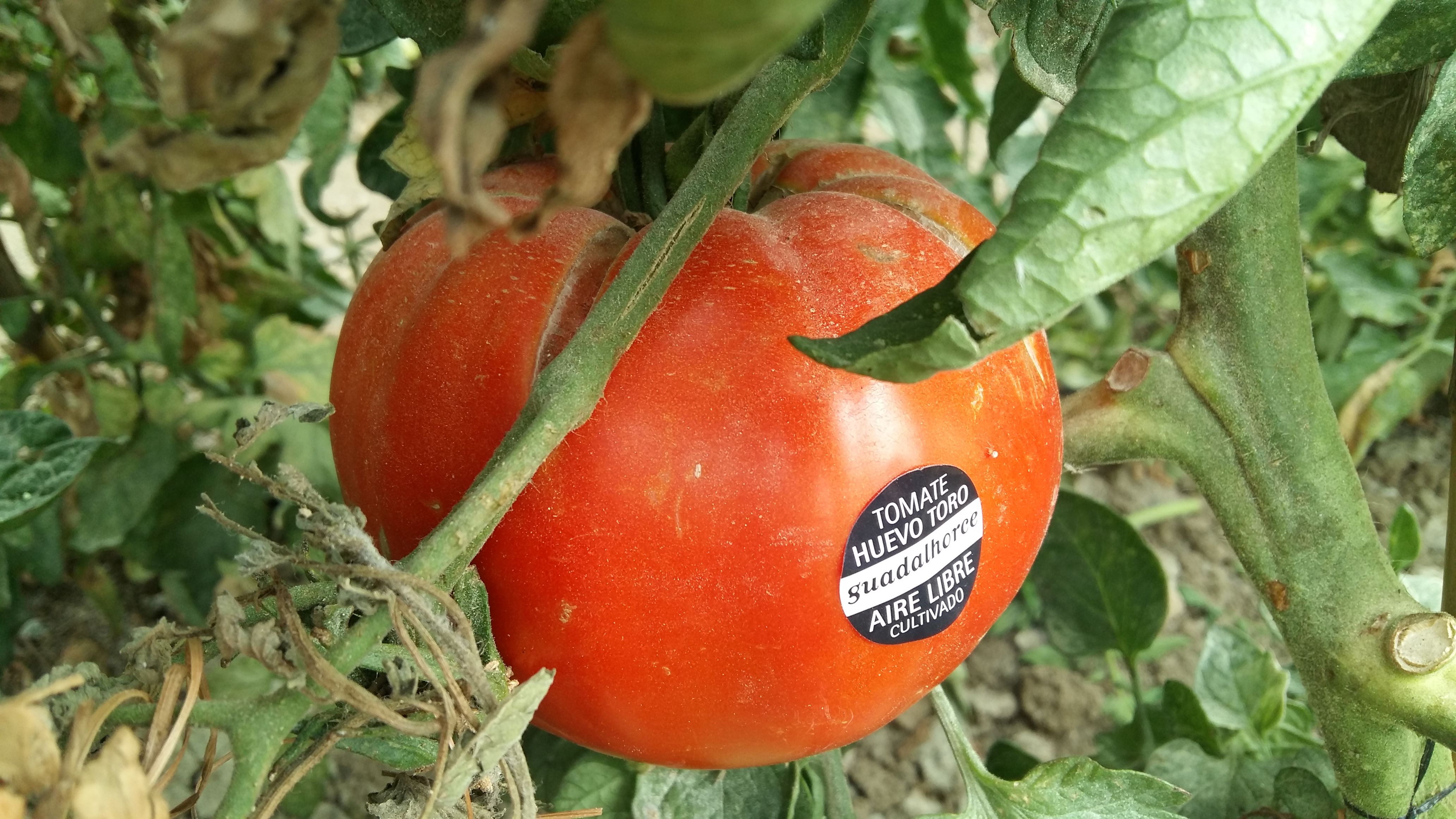 Jornadas tcnicas tomate Huevo Toro 2017