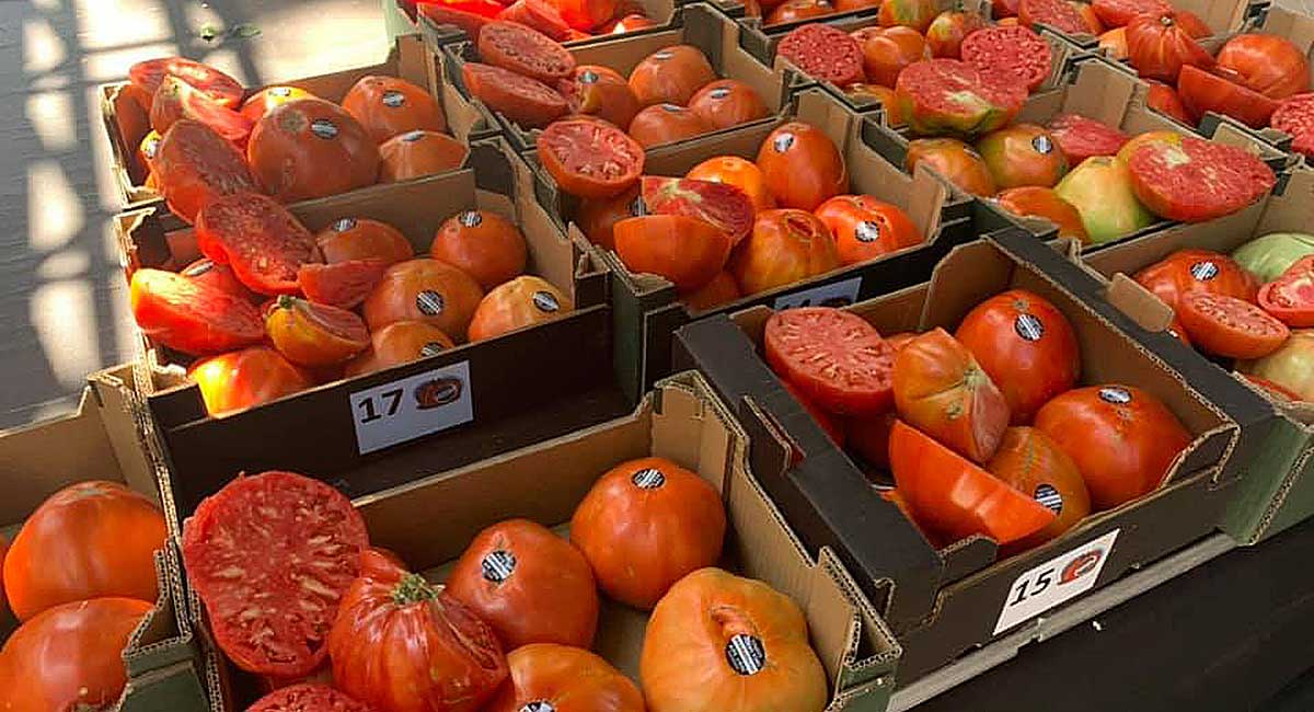 Pronto sabremos cuál será el mejor Tomate Huevo Toro 2020