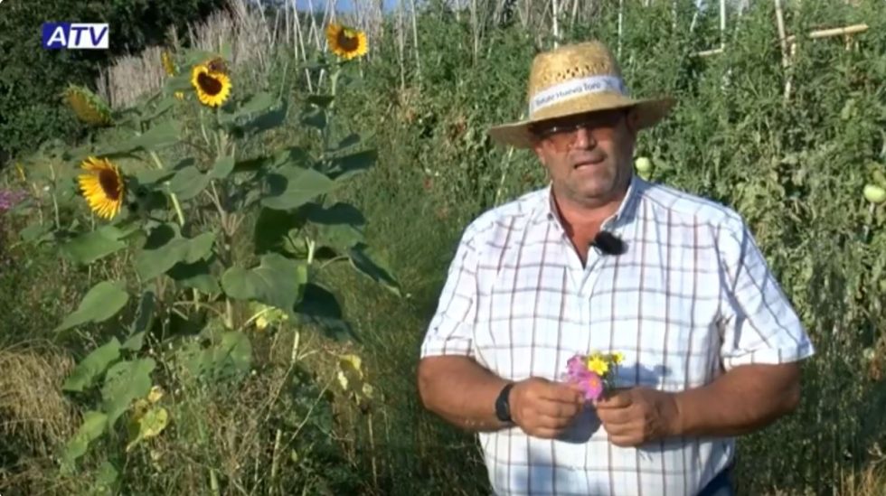 Reportaje en ATV sobre la evolucin de la fase experimental de Bioflora Tomate