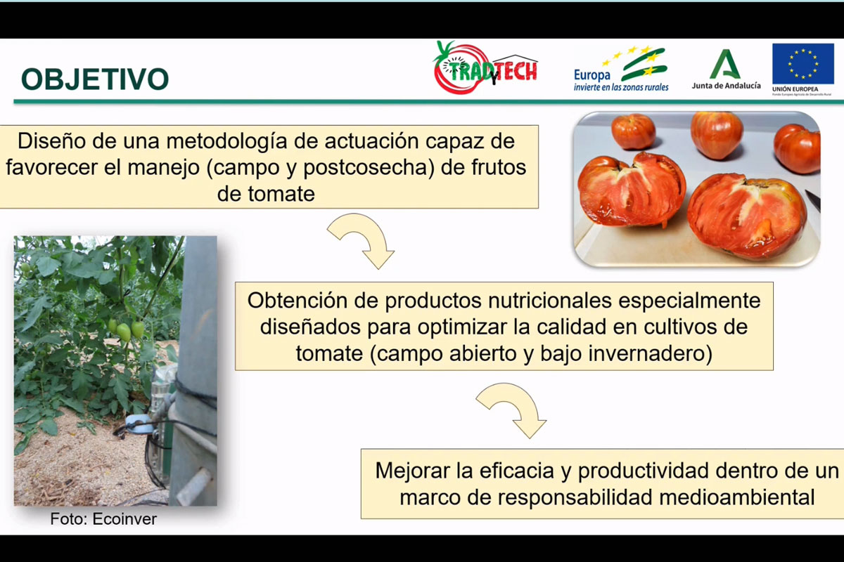 Primeros resultados de la fase experimental del proyecto Traydtech que muestran eficacia en la ampliación de la vida útil del tomate Huevo de Toro