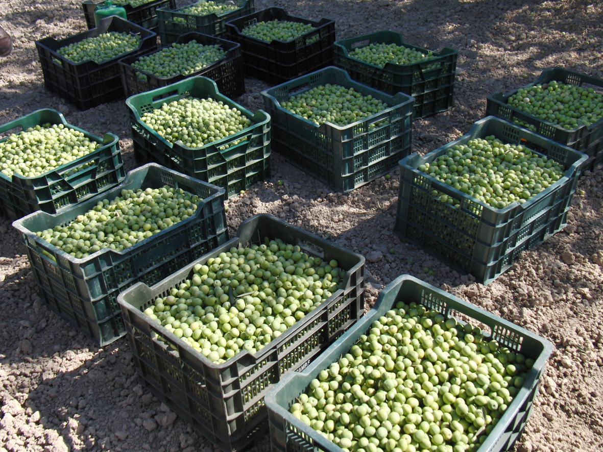 La campaa 2011 de la aceituna alorea de Mlaga prev una produccin de 4 millones de kilos