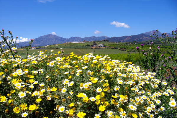 pAISAJE_photo_noise3_scale